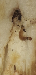 Leucinodes orbonalis