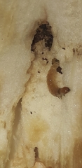Leucinodes orbonalis