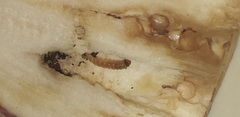 Leucinodes orbonalis