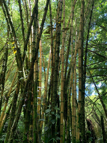 Bambusa vulgaris observed 2026-07-16