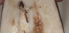 Leucinodes orbonalis