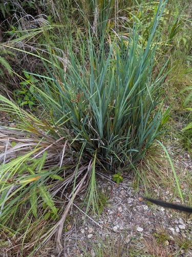Machaerina mariscoides observed 2026-07-16