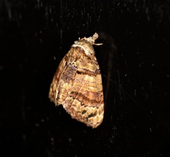 Chlumetia transversa
