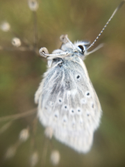 Icaricia icarioides missionensis