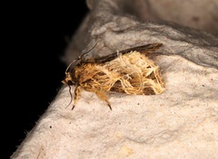 Callopistria flavitincta