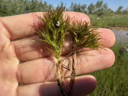 Najas flexilis, photograph 3