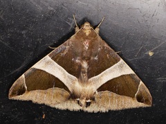 Bastilla crameri