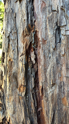 iNaturalist observation photo of Winged and Once-winged Insects