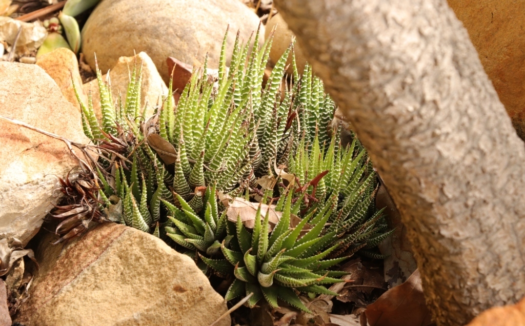Zebra haworthia growing in gritty soil
