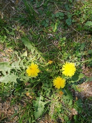 Taraxacum officinale