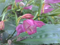 Phaius mishmensis