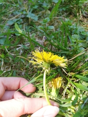 Taraxacum officinale
