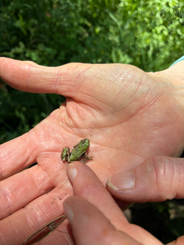 iNaturalist observation photo of Frogs and Toads