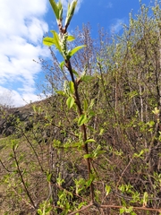 Prunus padus