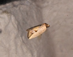 Strotihypera macroplaga