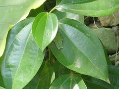Hyla chinensis