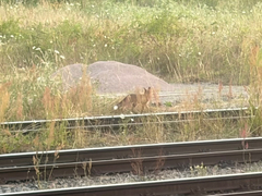 Red Fox