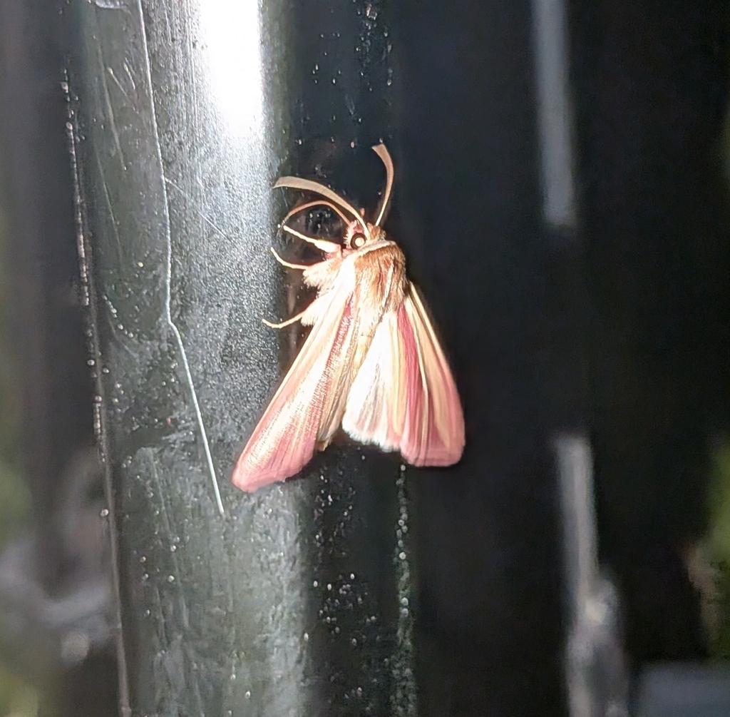 Pink Streak Moth