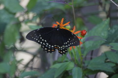 Papilio menatius victorinus