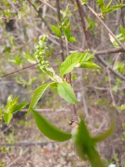 Prunus padus