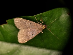 Hydrillodes nilgirialis