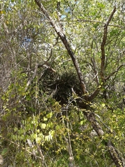 Brassavola nodosa