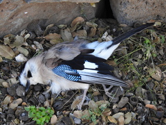 Garrulus glandarius atricapillus