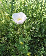 Papaver somniferum
