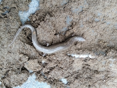 Chalcides bedriagai