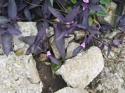 Purple Heart
