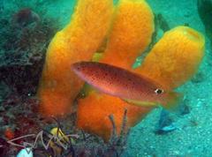 Black-Spotted Parrotfish photo 4