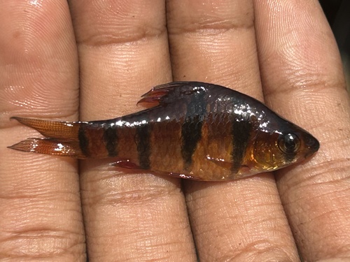 Sixbanded barb (Desmopuntius hexazona) — Cyprinidae — 2