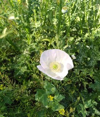 Papaver somniferum