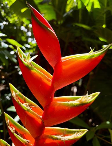 Heliconia bihai observed 2026-07-16