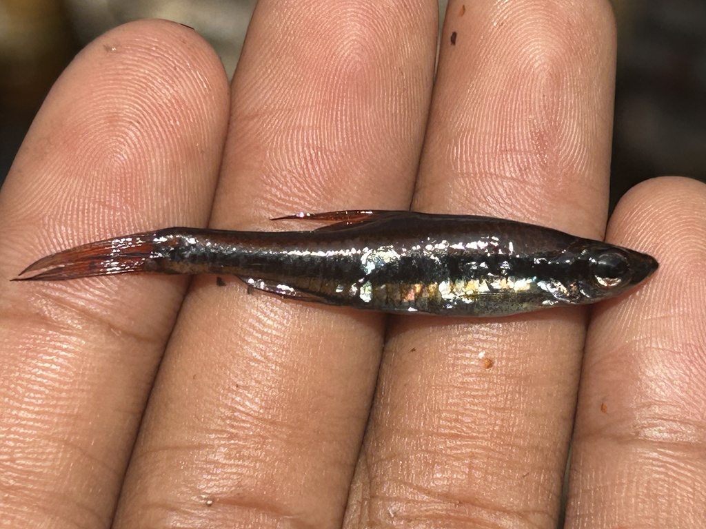 Blue-lined Rasbora (Trigonopoma gracile)