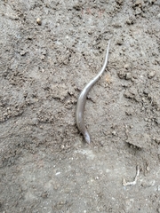 Chalcides bedriagai