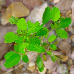 Porophyllum ruderale, photograph (c) Michelle W. （鍾偉瑋）, some rights reserved (CC BY)