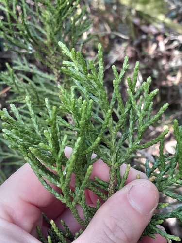Alpine tarwood (Halocarpus biformis)