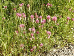 Trifolium purpureum