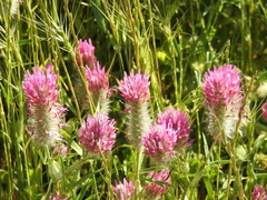 Trifolium purpureum
