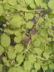 Coprosma rotundifolia, photograph (c) John Barkla, some rights reserved (CC BY)