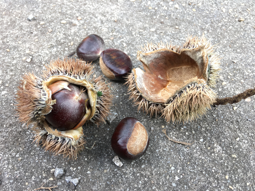 Chinese chestnut