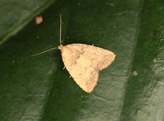 Anachrostis