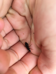 Platyninae