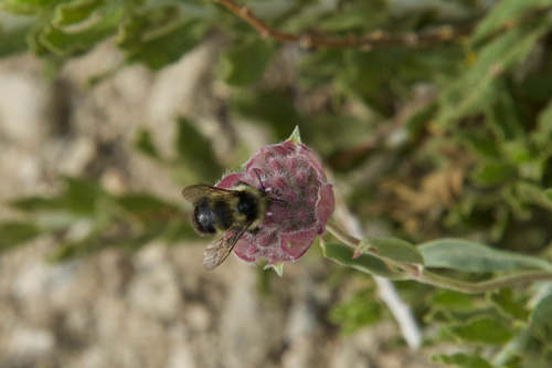 iNaturalist observation photo of Bees