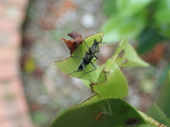 Chlorophorus signaticollis