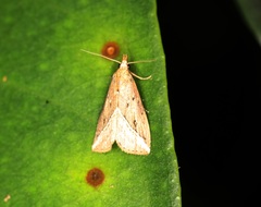 Luceria striata