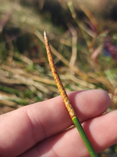 Eleocharis dulcis observed 2026-07-17