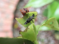 Chlorophorus signaticollis