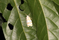 Cyana interrogationis